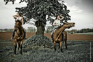 Nathalie et Foskan, Fabienne et Junior