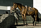 Nathalie et Foskan, Anderlecht